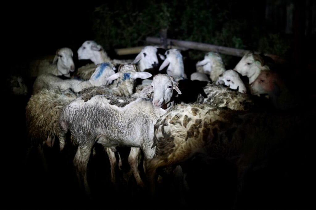 Suasana kedatangan hantaran hewan kurban jenis doka (domba/kambing) di Desa Padas, Kedungjati, Grobogan, pada malam sebelum Iduladha 1445 H, Ahad (16/06/2024).