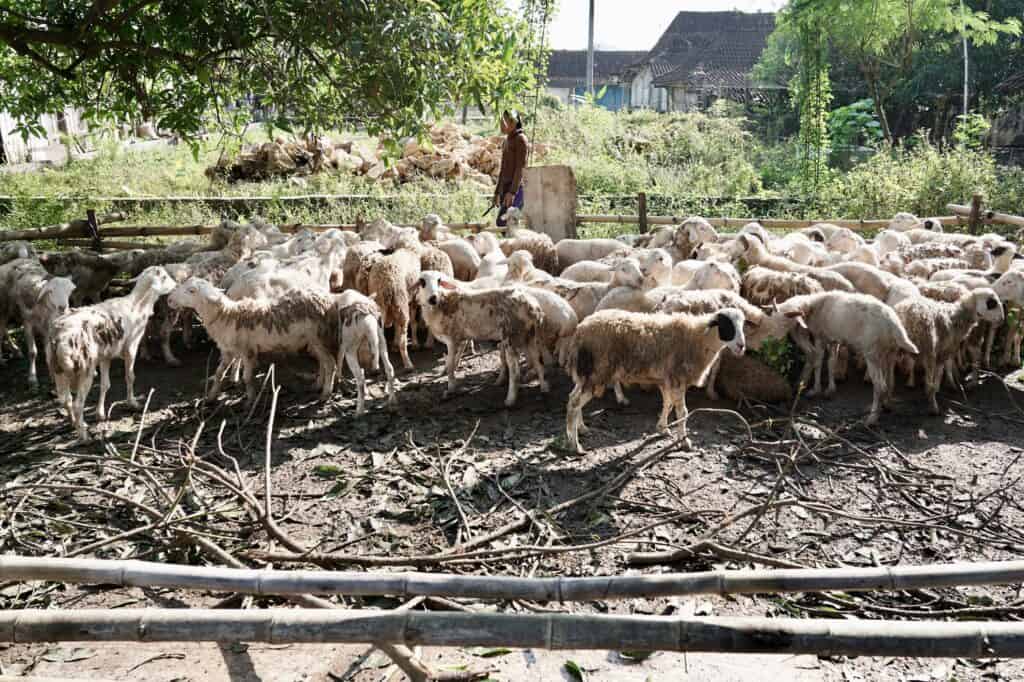 Sebanyak 95 ekor calon hewan kurban jenis doka (domba/kambing) disiapkan sebelum penyembelihan berlangsung di Desa Padas, Kedungjati, Grobogan pada Hari Iduladha 1445 H, Senin (17/06/2024).