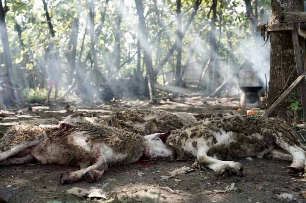 whatsapp image 20240618 at 190603 dompet dhuafa Beberapa doka (domba/kambing) yang telah tersembelih pada THK 2024 di Hari Iduladha 1445 Hijriah, di Desa Padas, Kedungjati, Grobogan, Senin (17/06/2024).