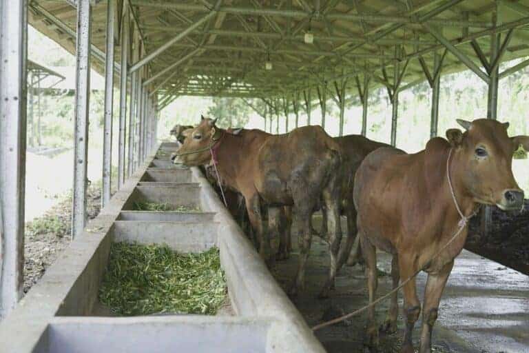 yudilatifkunjungiddfarmdipenghujungramadan1445h6768x512 dompet dhuafa