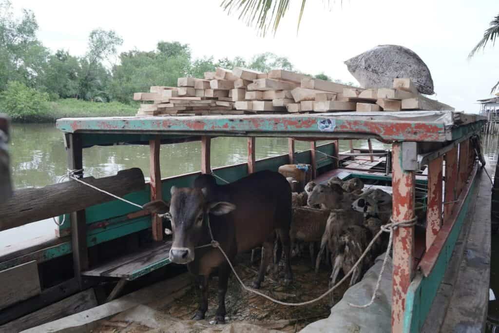 Hewan-hewan kurban diangkut menggunakan perahu kayu menuju Desa Jaring Halus.