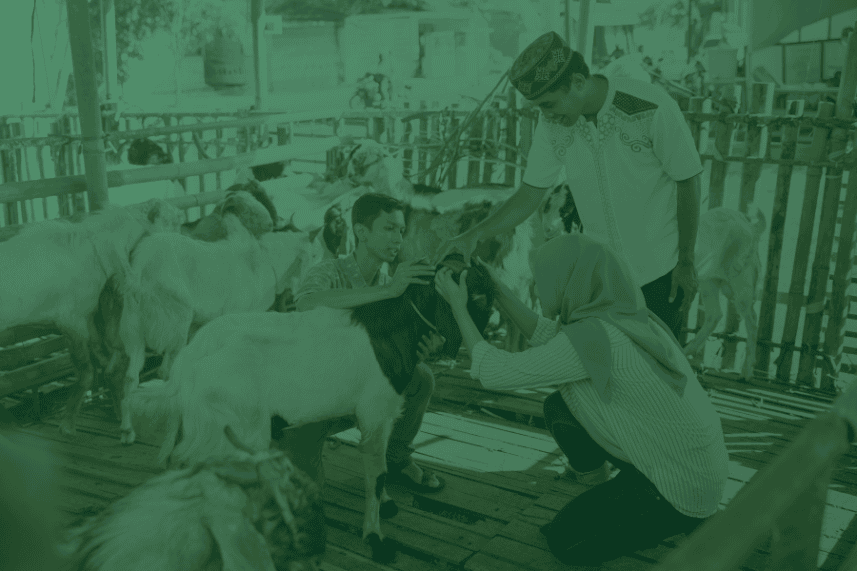 kurban harus jantan dompet dhuafa Gambar menunjukkan orang yang sedang memilih hewan kurban. Gambar ini digunakan untuk ilustrasi artikel hukum berkurban bagi yang mampu dan batas waktu kurban idul adha