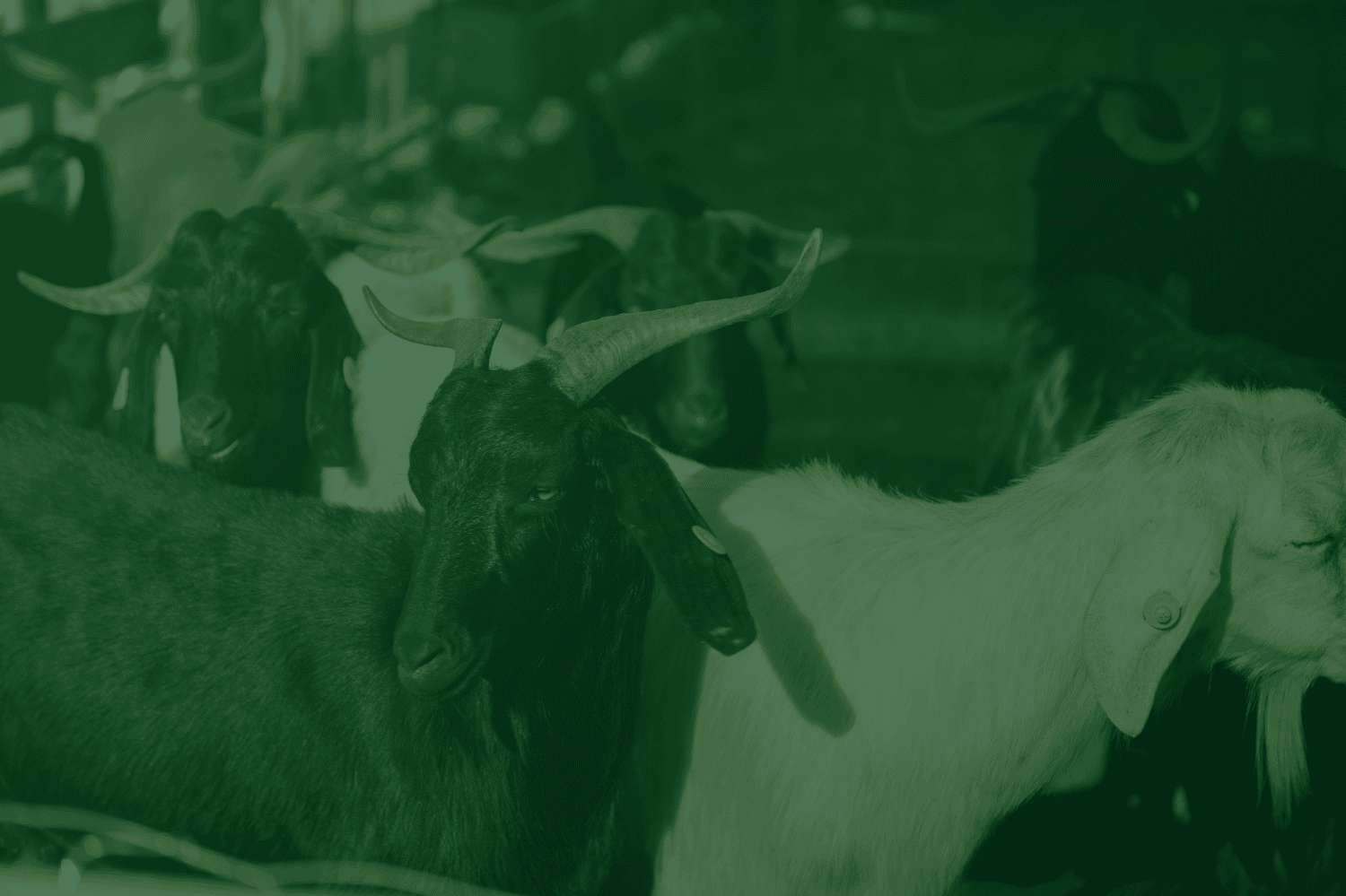 kurban harus jantan dompet dhuafa