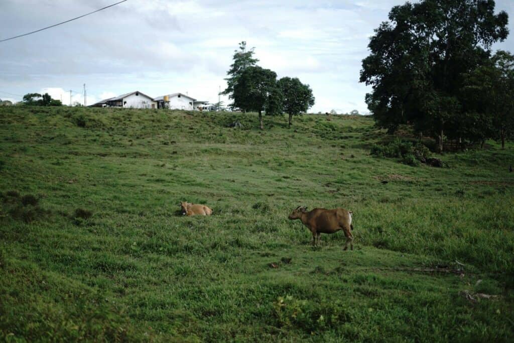 tebar hewan kurban di sorong11 dompet dhuafa Hamparan rumput luas di wilayah Kabupaten Sorong yang menjadi tempat bagi hewan ternak mencari makan.