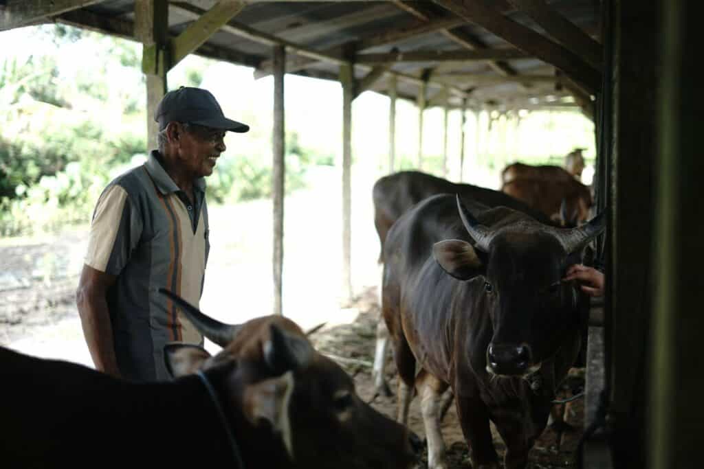 tebar hewan kurban di sorong4 dompet dhuafa