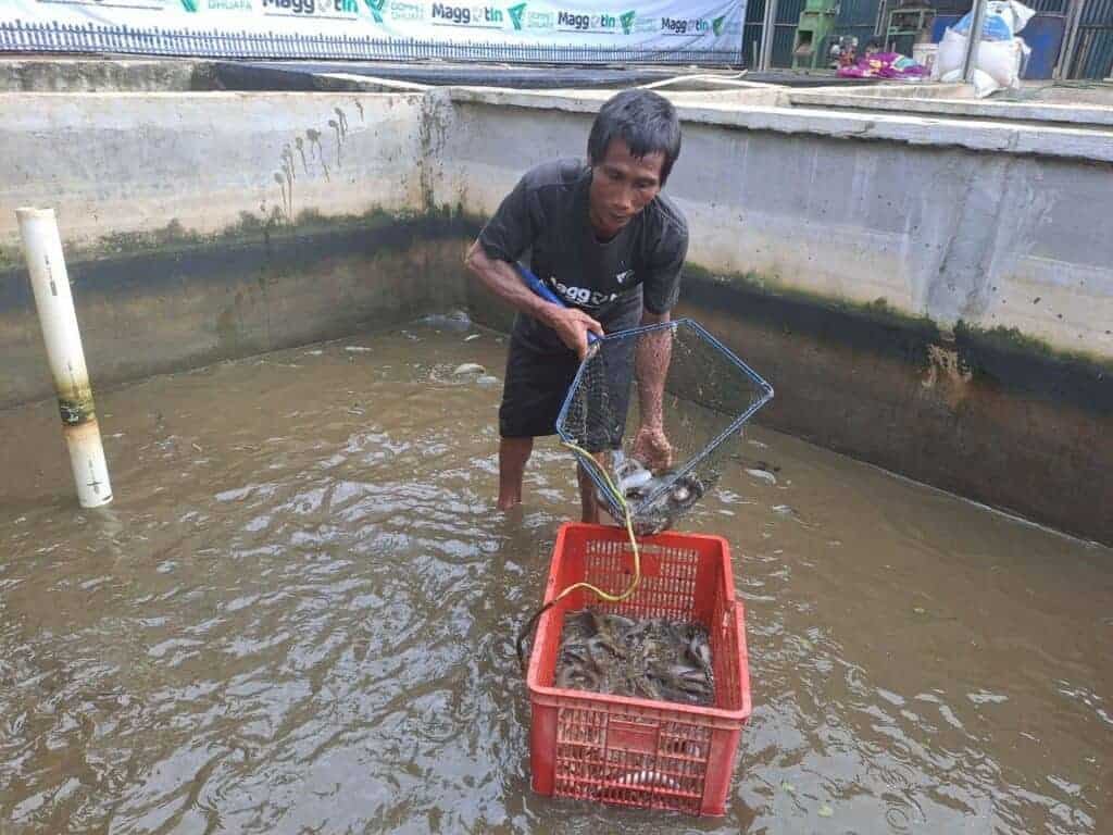 panendikandangmaggotinlampung31024x768 dompet dhuafa