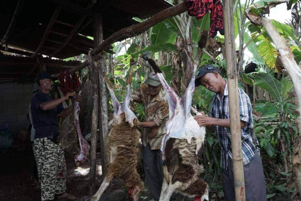 peternaksukabumiditebarhewankurban51024x683 dompet dhuafa