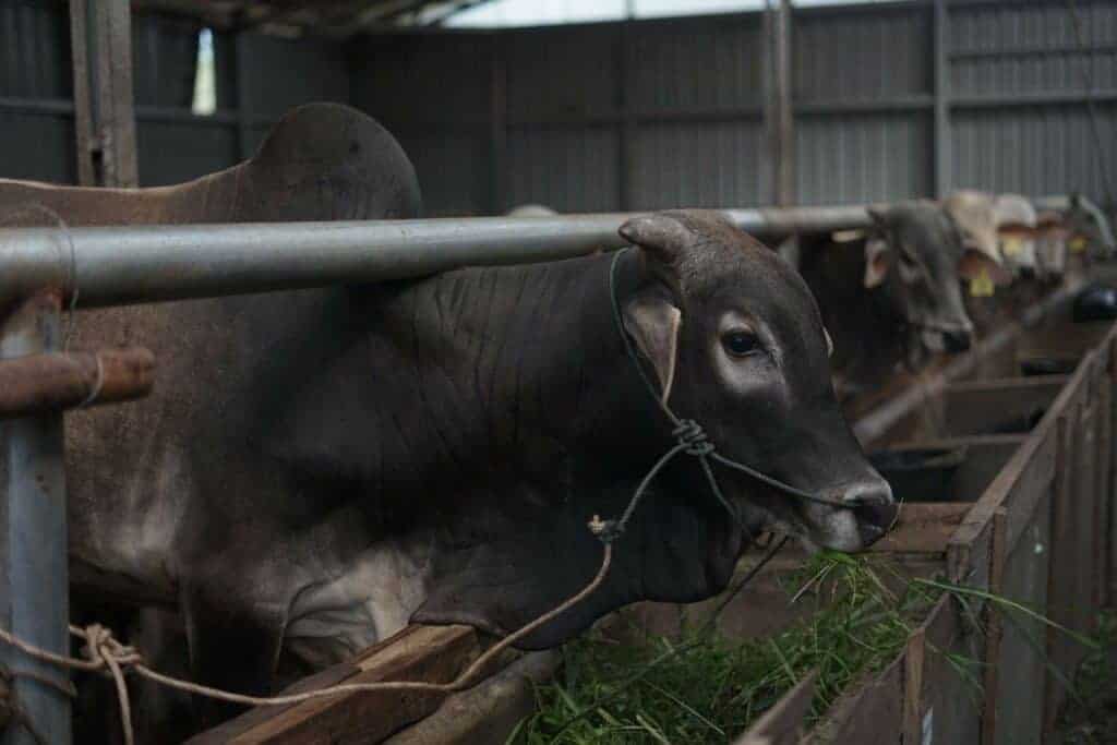 aimanrickytilikprosesqcddfarm21024x683 dompet dhuafa