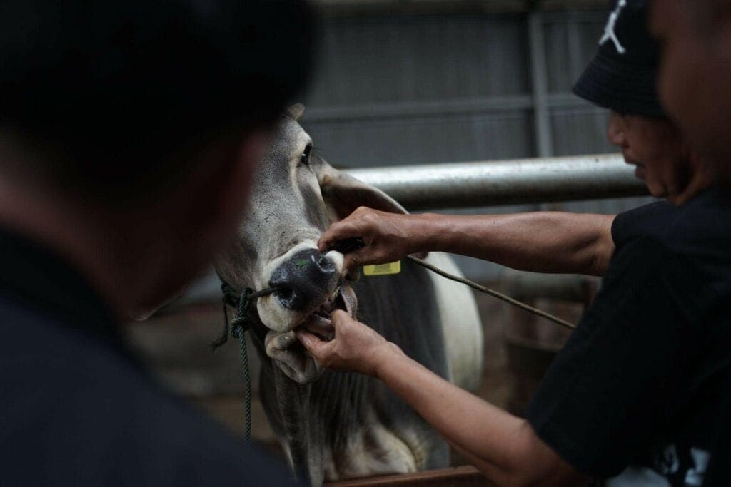 aimanrickytilikprosesqcddfarm61024x683 dompet dhuafa