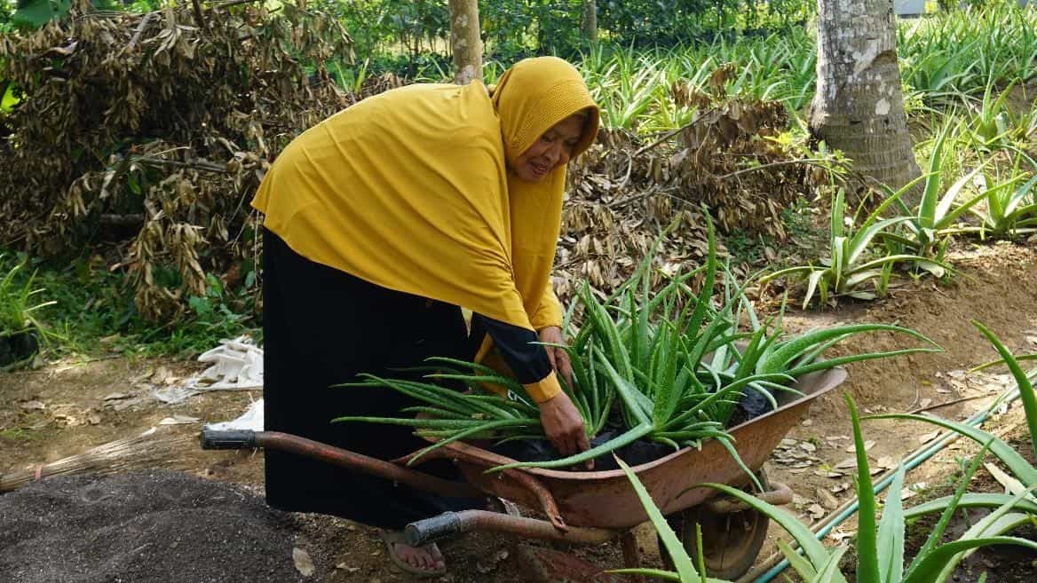 aloe vera1 dompet dhuafa Potret warga Desa Sojomerto Salaman Magelang yang membudidayakan aloe vera.