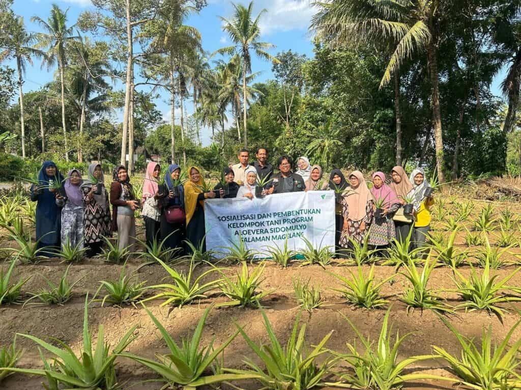 aloe vera2 dompet dhuafa Pembagian bibit tanaman Aloe Vera kepada warga Desa Sojomerto Salaman Magelang untuk dibudidayakan.