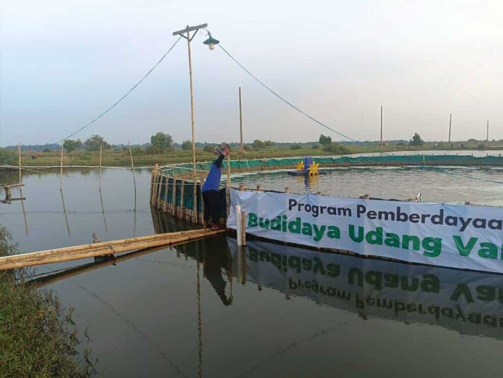 budidayaudangvaname31024x769 dompet dhuafa