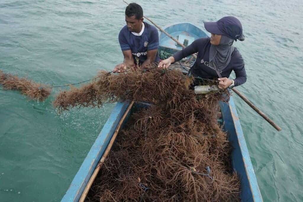 tebarhewankurbandipulaukei161024x683 dompet dhuafa