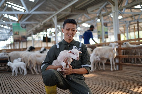 Kurban kambing atau sapi di Hari Raya Iduladha.