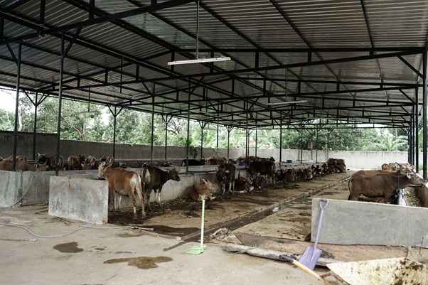 DD Farm Bantaeng-Sulawesi Selatan memiliki kapasitas hingga 100 ekor sapi untuk disiapkan pada setiap program THK.