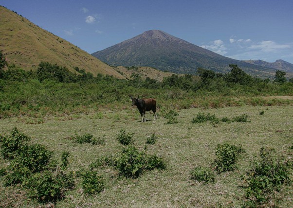kurban sengaruh itu5 dompet dhuafa