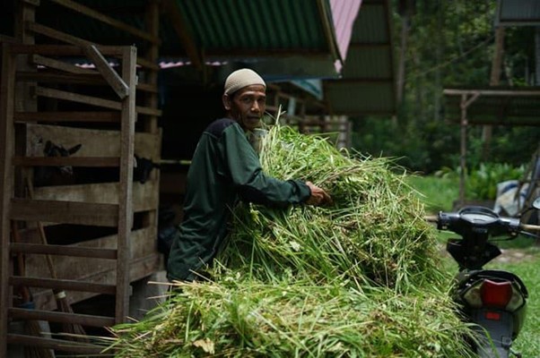 aliakbarpeternaklokalkurbandarisumbar4 dompet dhuafa