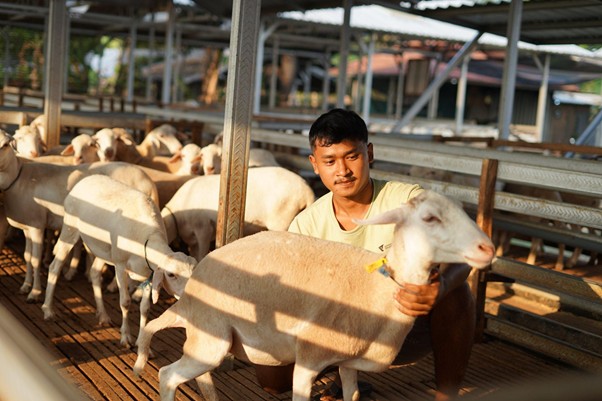 dd farm madiun34 dompet dhuafa Ahmad sedang memeriksa domba-domba di salah satu kandang DD Farm Madiun.