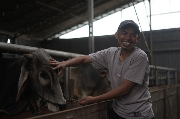 herdianto peternak lokal tebar hewan kurban1 dompet dhuafa