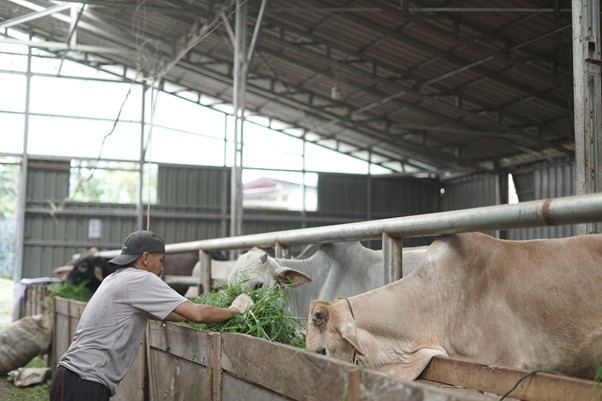 herdianto peternak lokal tebar hewan kurban2 dompet dhuafa Peternak lokal Sumatra Barat mengikuti Program Tebar Hewan Kurban Dompet Dhuafa.