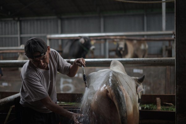 herdianto peternak lokal tebar hewan kurban3 dompet dhuafa