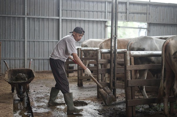 herdianto peternak lokal tebar hewan kurban4 dompet dhuafa