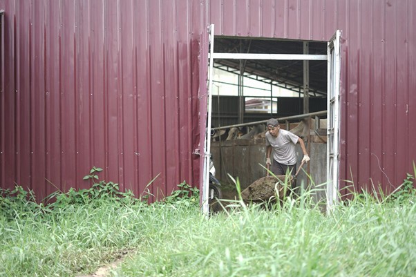 herdianto peternak lokal tebar hewan kurban5 dompet dhuafa
