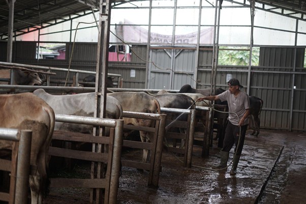 herdianto peternak lokal tebar hewan kurban6 dompet dhuafa