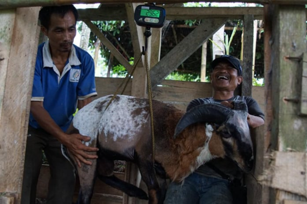 Kang Uceng (kanan) memeriksa setiap domba yang akan dikurbankan pada Program Tebar Hewan Kurban Dompet Dhuafa.