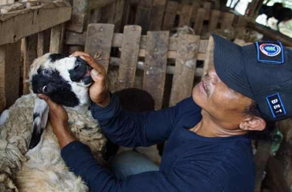 Kang Uceng sedang memeriksa kesehatan domba-dombanya.