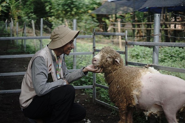 kurban heartventure voluntrip yogyakarta 202510 dompet dhuafa Keseruan Ziyan saat mencukur bulu sekaligus bermain bersama domba di DD Farm Pundong, Bantul, Yogyakarta.