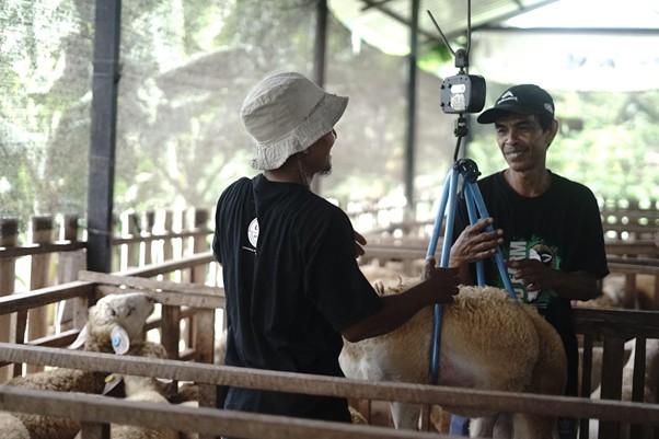 kurban heartventure voluntrip yogyakarta 20253 dompet dhuafa Anak Buah Kandang DD Farm Yogyakarta melakukan penimbangan bobot kambing pada proses QC THK Dompet Dhuafa.