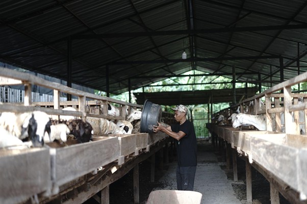 kurban heartventure voluntrip yogyakarta 20254 dompet dhuafa Pemberian pakan kering untuk domba dan kambing di DD Farm Yogyakarta.