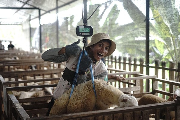 kurban heartventure voluntrip yogyakarta 20259 dompet dhuafa Ziyan antusias saat mengukur bobot kambing untuk Tebar Hewan Kurban Dompet Dhuafa.