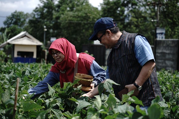 panen buncis kenya di sukabumi1 dompet dhuafa