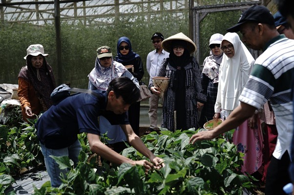 panen buncis kenya di sukabumi2 dompet dhuafa Para donatur memetik dan memetik secara langsung Bunncis Kenya hasil dari wakaf produktif yang dikelola Dompet Dhuafa, pada Kamis (24/4/2025 di kawasan Pesantren tahfidz Green Lido, Sukabumi.