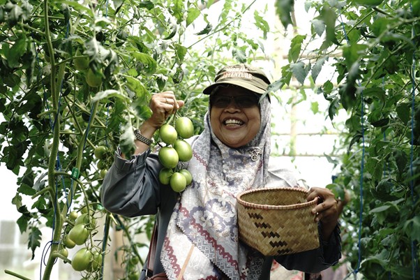 panen buncis kenya di sukabumi5 dompet dhuafa Keseruan para donatur dalam wisata panen yang digelar Dompet Dhuafa.