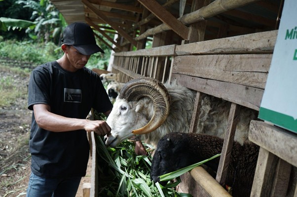 peternak lokal binaan dompet dhuafa di lampung2 dompet dhuafa Soleh memberi makan domba-dombanya.
