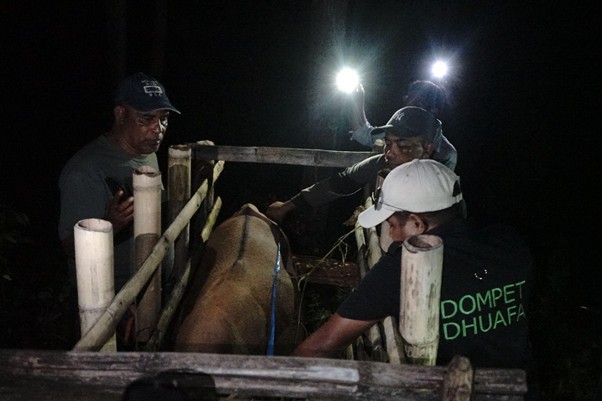 quality control hewan kurban di pelosok timur12 dompet dhuafa Tim QC Dompet Dhuafa melakukan pengukuran bobot sapi di malam hari menggunakan kandang jepit, Kamis (15/05/2025).