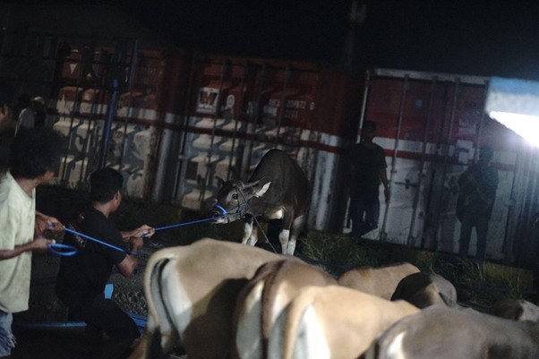 quality control hewan kurban di pelosok timur14 dompet dhuafa Pengantaran sapi dari Pelabuhan Larantuka menuju Pulau Adonara menggunakan kapal. Sapi harus menaiki kapal dengan satu per satu.