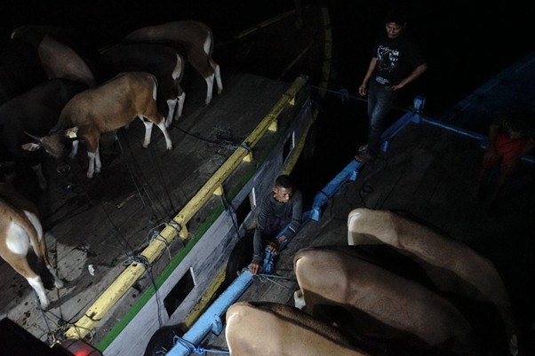 quality control hewan kurban di pelosok timur16 dompet dhuafa Setiap kapal memuat sebanyak 12 sapi yang akan berlayar dari Pelabuhan Larantuka menuju Pulau Adonara pada Sabtu (17/05/2025) dini hari.