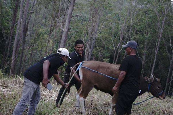 quality control hewan kurban di pelosok timur4 dompet dhuafa Doa menyembelih hewan kurban. Gambar menunjukkan momen pengukuran bobot sapi menggunakan perhitungan khusus yang terpatok dengan lingkar dada dan panjang badan sapi.