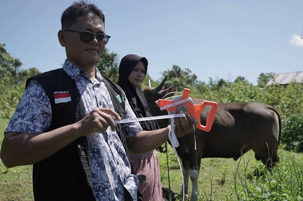 tebar hewan kurban di pulau kei kecil4 dompet dhuafa Tim THK memastikan hewan ternak sesuai dengan kriteria THK Dompet Dhuafa melalui prosesi Quality Control.