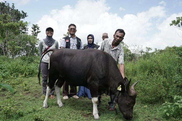 tebarhewankurbandipulaukeikecil5 dompet dhuafa