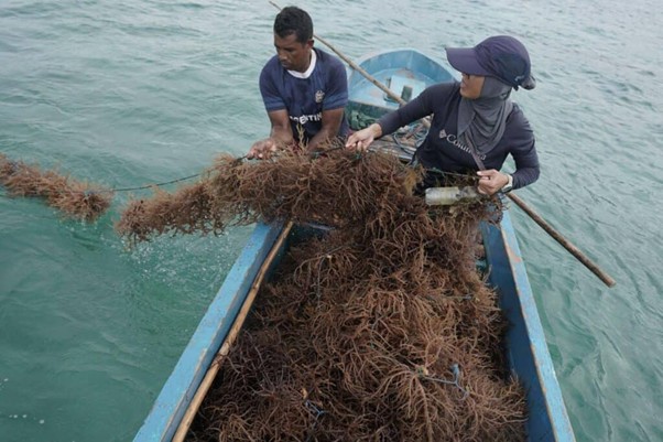 tebar hewan kurban di pulau kei kecil7 dompet dhuafa Budi daya rumput laut adalah aktivitas masyarakat Kei di pinggir-pinggir laut.