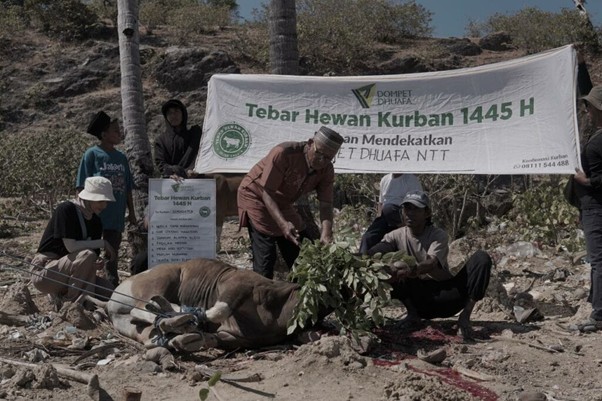 manfaat kurban melalui lembaga2 dompet dhuafa Kurban Dompet Dhuafa di Pulau Rote, Nusa Tenggara Timur pada Iduladha 1445 H lalu. Gambar digunakan untuk artikel tata cara penyembelihan kurban.