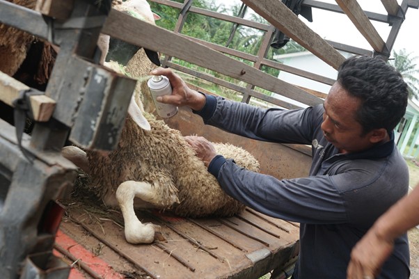 Salah satu peternak memberi tanda dengan cat semprot ke tubuh doka, sebelum doka dikirim ke Desa Saentis, Kamis (05/05/2025).