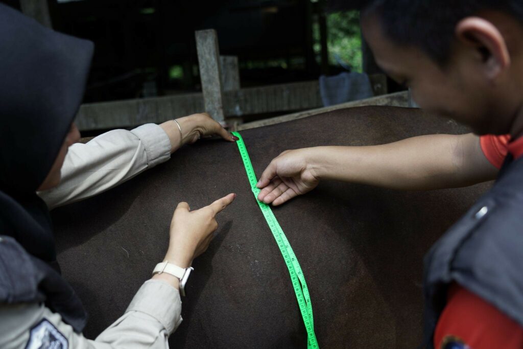 qc hewan kurban di sulawesi selatan3 dompet dhuafa Mutiara (kiri) melihat langsung tim Dompet Dhuafa Sulsel melakukan pengukuran bobot sapi dalam proses QC THK Dompet Dhuafa di Maros, Sulsel.