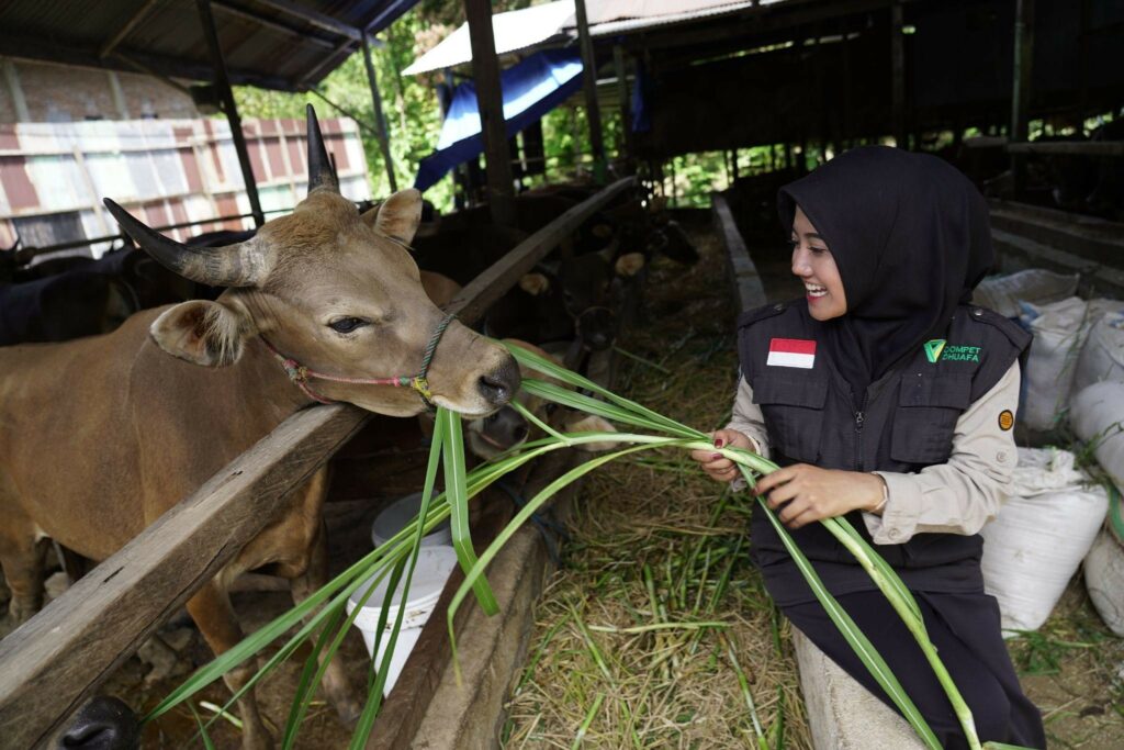qc hewan kurban di sulawesi selatan4 dompet dhuafa Mutiara (kanan) memberikan langsung pakan sapi di kandang ternak mitra Dompet Dhuafa di Maros, Sulsel.