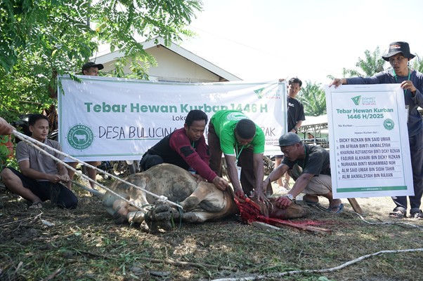 tebar hewan kurban di desa bulu cina deli serdang sumut5 dompet dhuafa Para warga Desa Bulu Cina bergotong royong melakukan penyembelihan hewan kurban, baik doka dan sapi di Sentra Peternakan DD Farm Waspada Sumatera Utara, Jumat (06/05/2025).